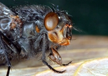 Sinek Çiftleşmesi Nasıl Olur?