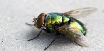 Kurt Sineği Türleri ve Özellikleri