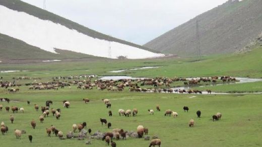 Ağrı Sinek Yaylası Türleri ve Özellikleri