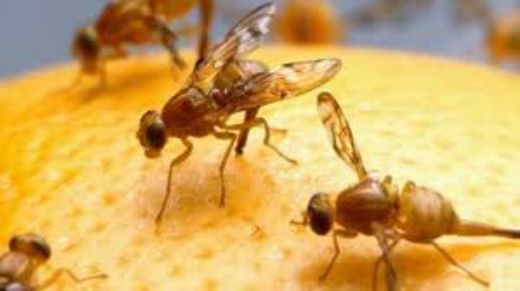 Akdeniz Meyve Sineği Türleri ve Özellikleri