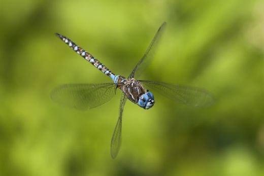 Helikopter Sineği Türleri ve Özellikleri