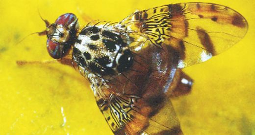 İspanyol Sineği Kullanımı ve Faydaları Nelerdir?