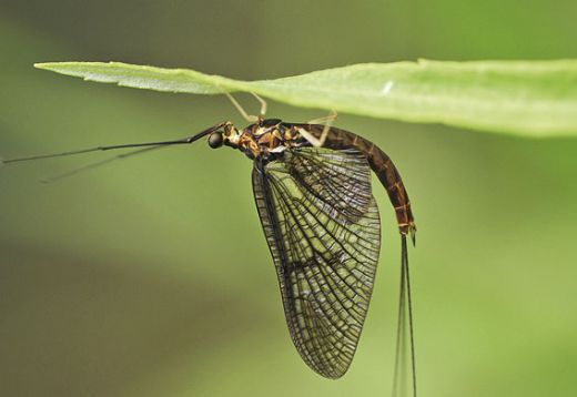 Mayıs Sineği Türleri ve Özellikleri