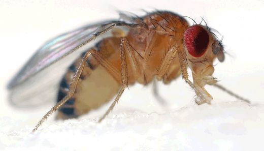 Meyve Sineği Türleri ve Özellikleri