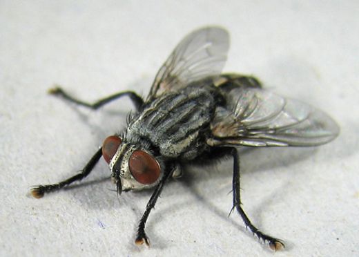 Sinek İlacı Kullanımı ve Faydaları Nelerdir?