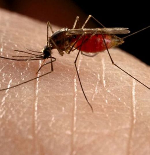 Sinek Isırığı Kaşıntısı Belirtileri ve Tedavisi