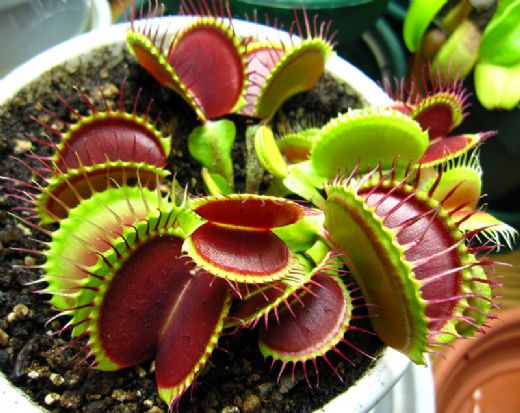 Sinekkapan Kullanımı ve Faydaları Nelerdir?