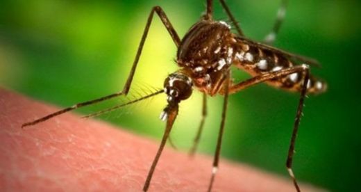 Sivrisinek Isırığı Belirtileri ve Tedavisi