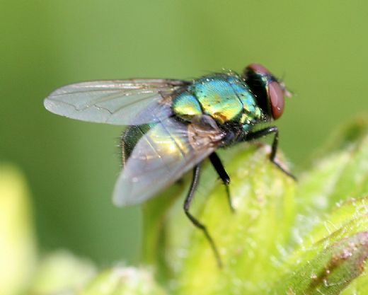 Yeşil Sinek Türleri ve Özellikleri