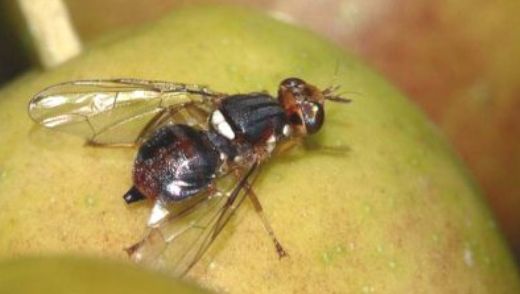 Zeytin Sineği Türleri ve Özellikleri